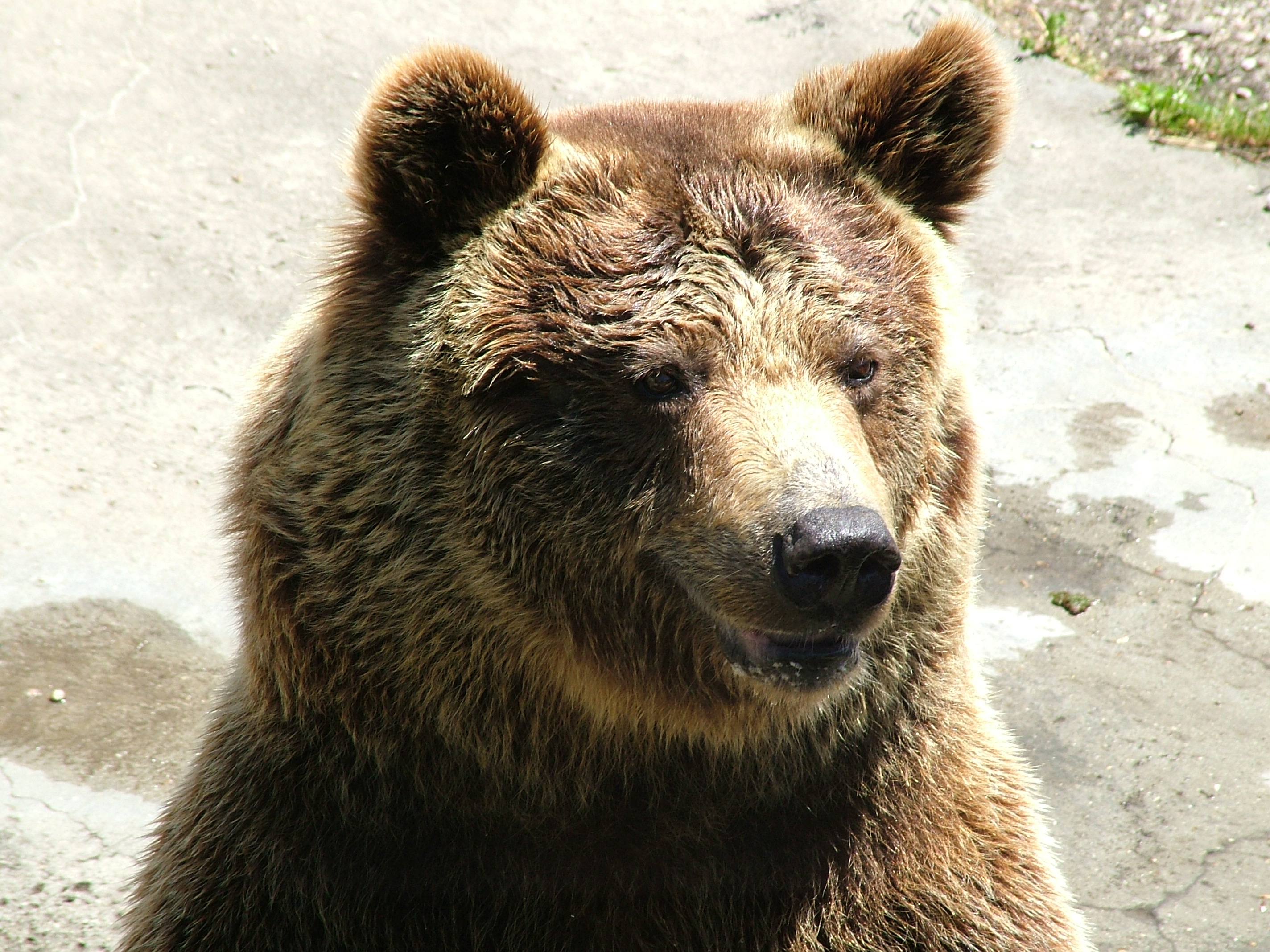 Halottnak tettetve magát könnyű sérüléssel megúszta egy medve támadását egy osztrák földműves