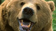 A moszkvai állatkert medvéit is érinti az embargó