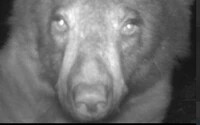 400 szelfit készített magáról egy vadon élő fekete medve
