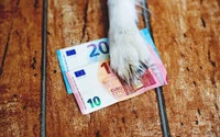 kutya, euró