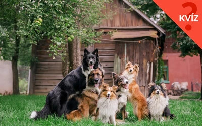 KVÍZ: Felismered-e a kutyafajtákat?