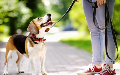 11 tanács, amit érdemes megfogadni a kutyakiképzéshez. GALÉRIA