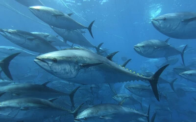 VIDEÓ: 314 kilós halat fogott ki egy magyar horgász Spanyolországban