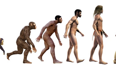 evolúció