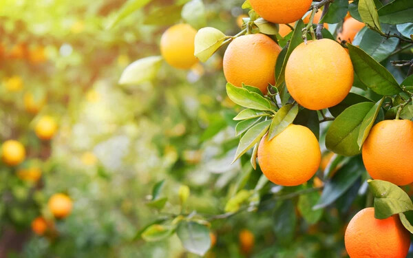 6 ok, amiért megéri narancsot enni. GALÉRIA