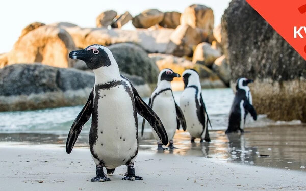 KVÍZ: Mennyit tudsz a pingvinekről?