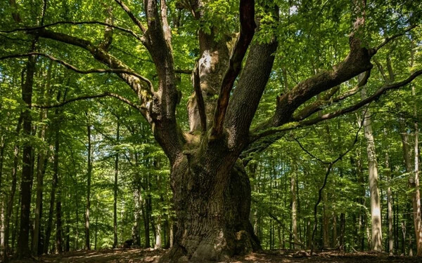 Szlovákiai tölgyfa küzd az év fájának címéért