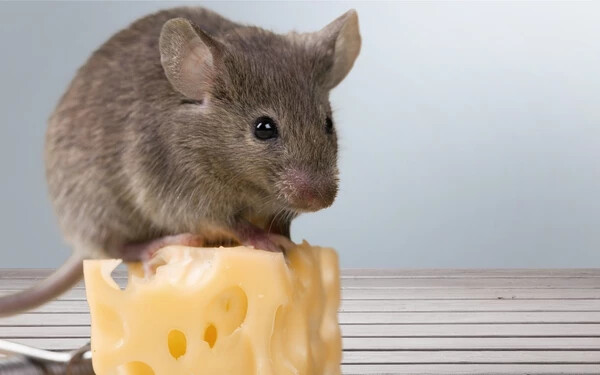 Tényleg szeretik az egerek a sajtot?