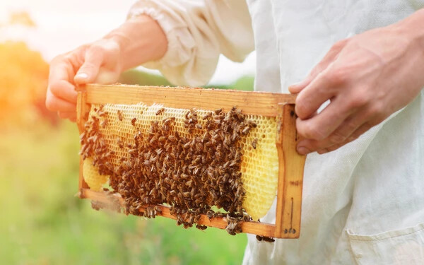A méhek Paradicsoma – Innen származik a világ legtisztább méze
