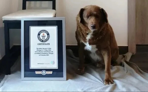 31. születésnapját ünnepelte a világ legidősebb kutyája