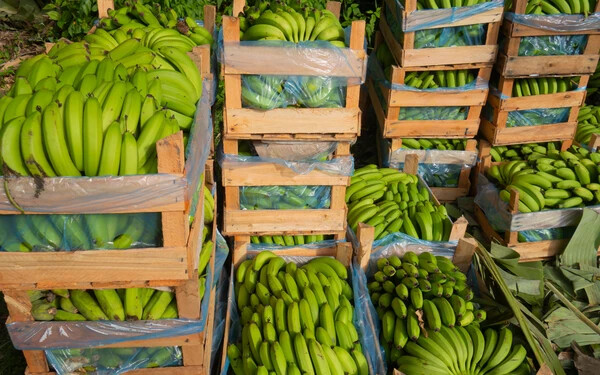 banán k
