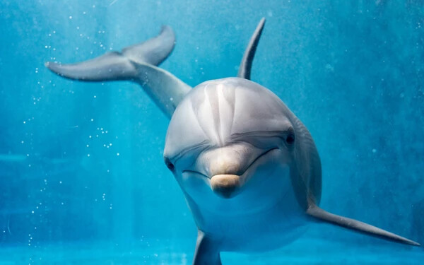 delfin k