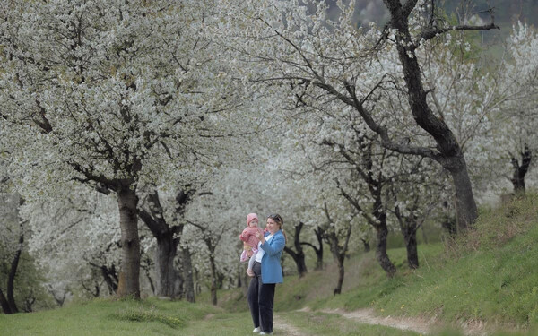 A Berdárka határában található cseresznyefák a meleg időjárás miatt közel egy hónappal hamarabb borultak virágba