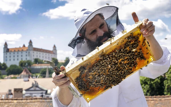 méz méhész