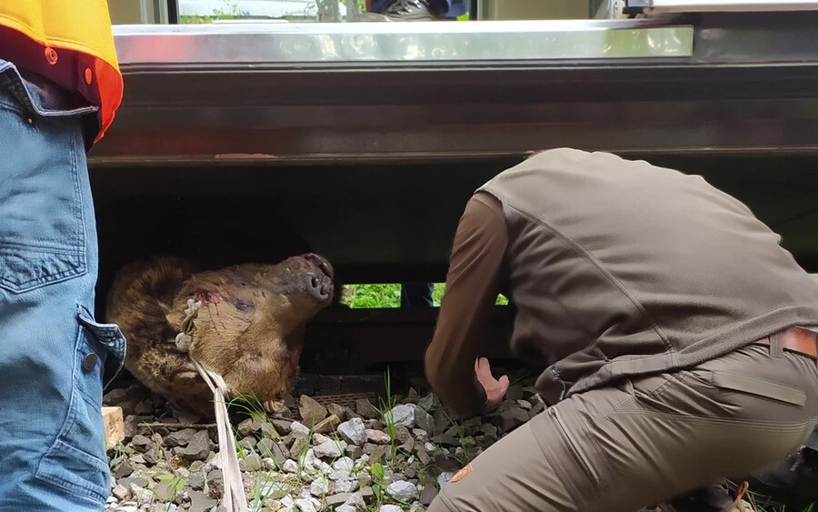 Kétszáz kilós medvét gázolt a villamos