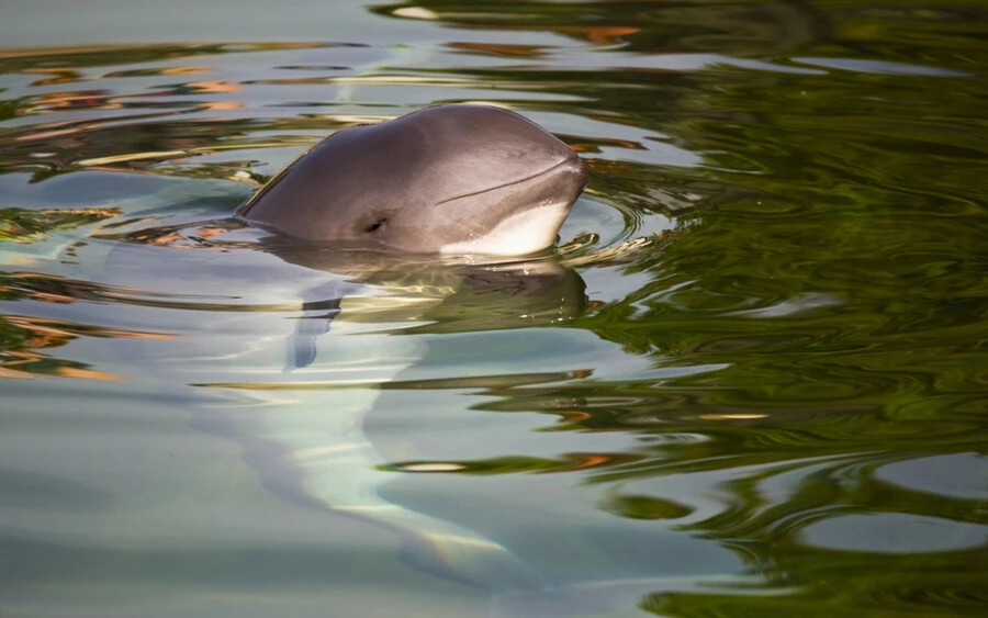 Sok tengeri emlős esetében a kihalás valós veszélyt jelent. A legveszélyeztetettebb tengeri emlősök listájának élén a kaliforniai disznódelfin áll. Becslések szerint már csak körülbelül tíz példány maradt belőlük az óceánokban. A kaliforniai disznódelfin legfeljebb 1,5 méteres, és körülbelül 60 kilogrammot nyom, csak a Kaliforniai-öböl északi részén él, és az ember nemtörődömsége vezetett populációja megtizedeléséhez. 