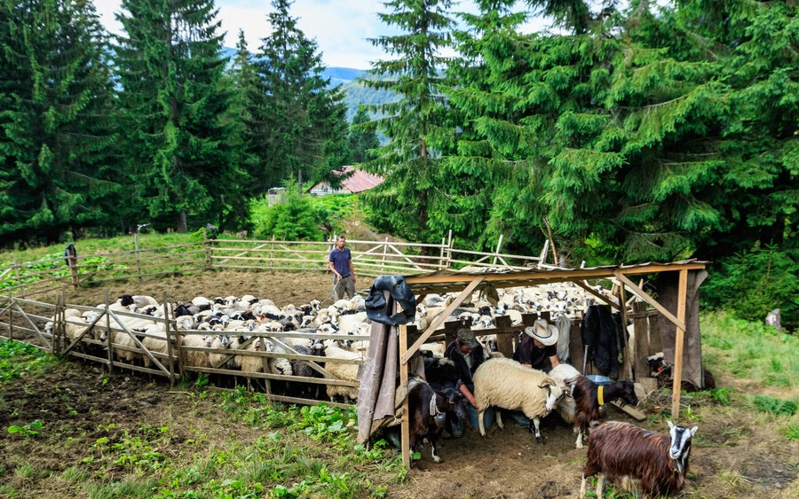 A juhászok juhokat fejnek a kárpátaljai Bruszturához közeli hegyekben található nyári szálláson