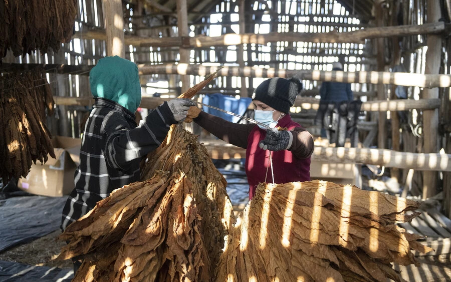 Levegőn szárított dohányleveleket szednek le a szárítópajta zsinórjáról egy dohánytermesztéssel foglalkozó család tagjai a Szabolcs-Szatmár-Bereg megyei Biriben