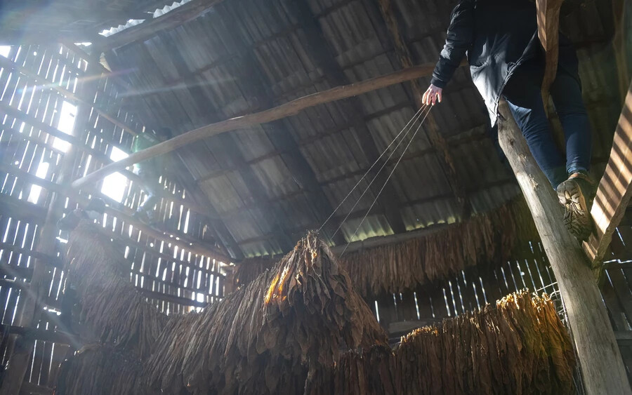 Levegőn szárított dohányleveleket szednek le a szárítópajta zsinórjáról egy dohánytermesztéssel foglalkozó család tagjai a Szabolcs-Szatmár-Bereg megyei Biriben