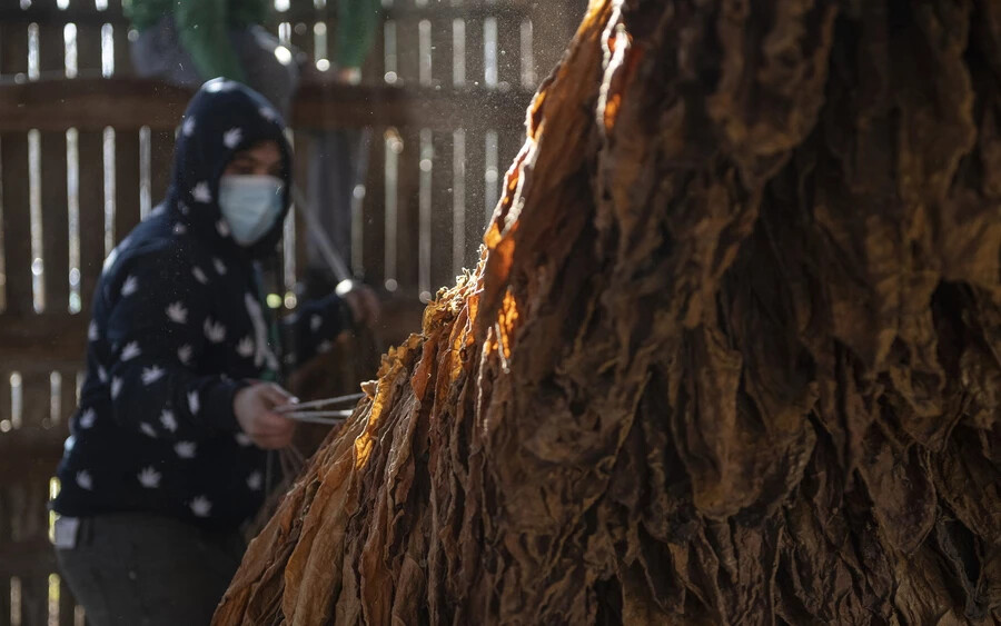  Levegőn szárított dohányleveleket szed le a szárítópajta zsinórjáról egy dohánytermesztéssel foglalkozó család tagja a Szabolcs-Szatmár-Bereg megyei Biriben