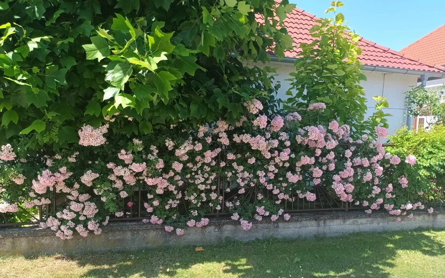 Egy tő rózsa befonja a kerítést