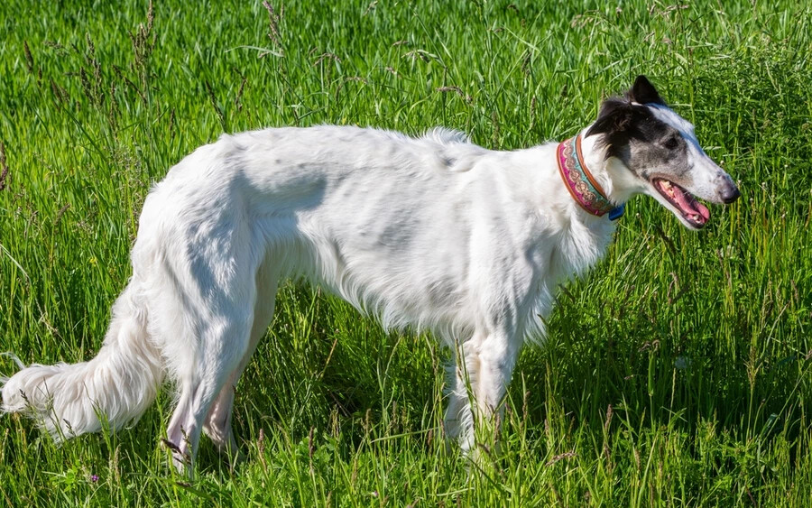 Orosz agár (borzoj): A szél bizonyára eléggé csapkodja az ilyen kutyák hosszú szőrét, miközben 58 km/órával is futhatnak. Utána viszont szívesen henyélnek a kanapén.