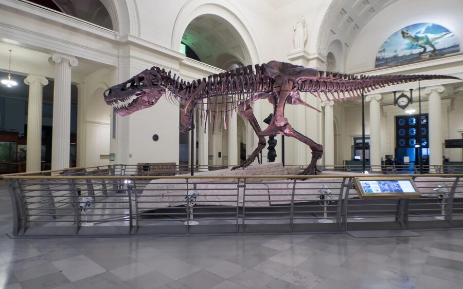 Ha valaha Chicagóban találnák magukat, mindenképp keressék fel a természettudományi múzeumot. Sok dínórajongó álmodik erről a helyről, a számtalan modell mellett ugyanis az úgynevezett „Sue fosszília” is itt található, amely a világ egyik legjobban fennmaradt T-Rex-csontváza.