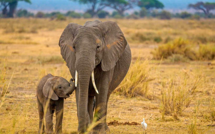 Afrikai elefánt: A tevékhez hasonlóan a namíbiai és mali elefántok rendkívül strapabíróak a melegben. Akár 60 kilométert is képesek legyalogolni 50 Celsius-fokos melegben úgy, hogy csak minden harmadik napon isznak.