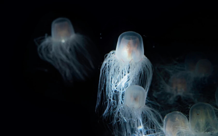 Halhatatlan medúza: Ezek a csodálatos állatok képesek visszafelé öregedni! Ha megsérülnek vagy éheznek, gyakorlatilag újra tudják indítani magukat, visszatérni egy fiatalabb állapothoz. Az állatvilág egyik csodája ez a faj.