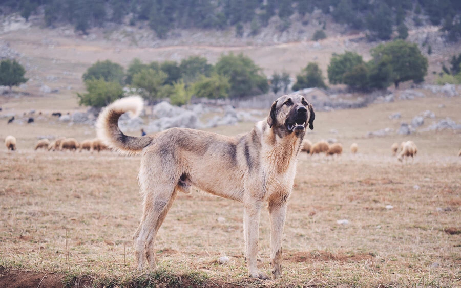 Kangal: Ez a török kutyafaj azért lett kitenyésztve, hogy megvédje a bárányokat medvéktől és egyéb ragadozóktól. Rendkívül gyors és erős, vastag bőre pedig megvédi őt a sérülésektől.