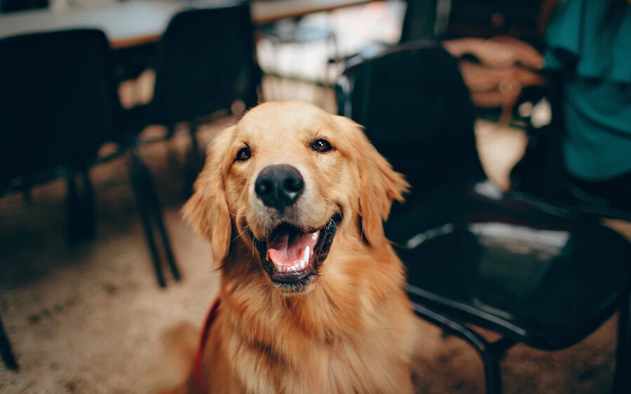 8. Golden retriever: Ezek a barátságos és szeretetteljes kutyusok intelligenciában sem maradnak el a többiektől. Remek társak lehetnek túrázó vagy a természetben sportoló gazdik mellett, de természetük miatt a gyerekek számára is ideális partnerekké válhatnak.