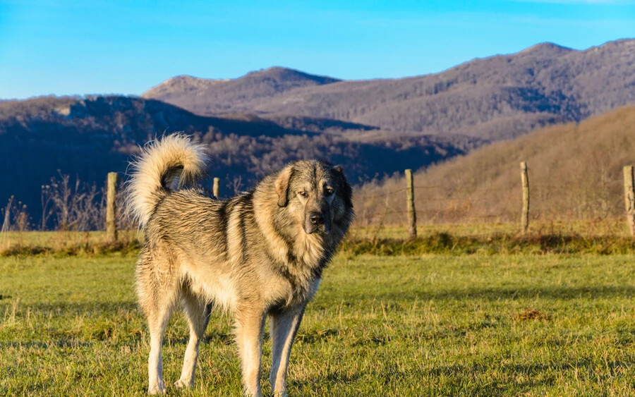 Sarplaninai juhászkutya: Ez a balkáni kutyafajta szintén a juhok őrzésére lett kinemesítve. Gyorsak, erősek, és akár egy medvének is méltó ellenfelei lehetnek.
