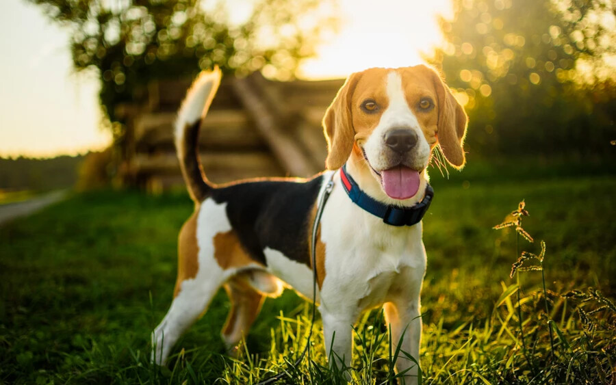 Beagle: Ez a kis méretű kutyafajta mindig vidám és játékos hangulattal viszonyul majd a családtagokhoz. Gyorsan tanul, és élvezi az emberek és egyéb állatok társaságát. Nagy szívük miatt a gyerekek biztos megszeretik majd őket.