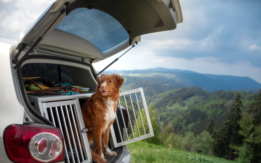 Alaszkában tilos az autó tetején vagy csomagtartójában szállítani a kutyát. Valahol szomorú, hogy erre a törvényre egyáltalán szükség volt.