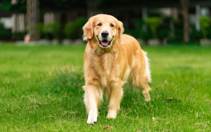 Golden retriever: A világ egyik legnépszerűbb kutyafajtája, és nemcsak gyönyörű, arany bundája miatt, hanem barátságos természete miatt is. Ezek a kutyusok okosak, türelmesek, és könnyen tanulnak, ami remek társsá teszi őket gyerekek számára.