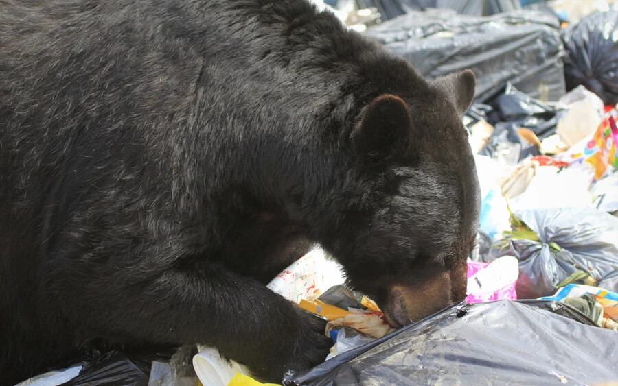 Amennyiben nem akarjuk, hogy a medve gyakran járjon a házunkhoz, rejtsük el a kommunális hulladékot. Ha túrázunk vagy sátorozunk, mosogassunk el, és rakjuk el az ételmaradékot, így semmi sem fogja odacsábítani a medvét.