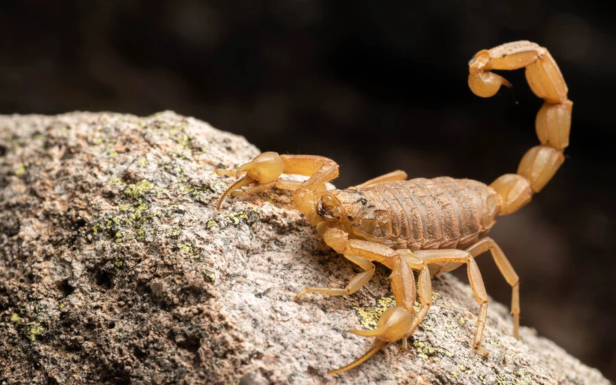 Arizoniai skorpió
