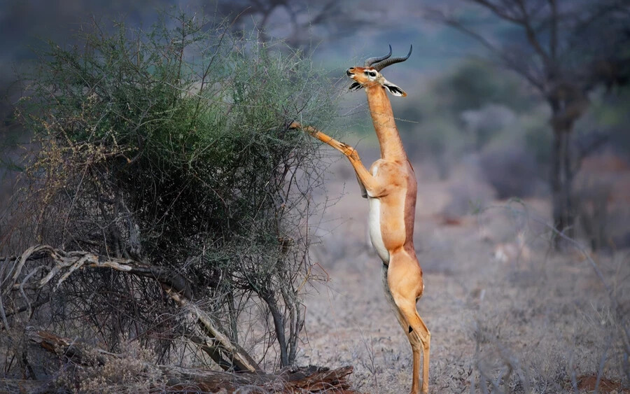 Zsiráfnyakú gazella: Ez a különös antilopfaj főként Afrika keleti részén él. Fajtája egyéb képviselőitől egyértelműen hosszú nyaka választja el, valamint azon képessége, hogy hátsó lábaira álljon. Ezek kombinációjának köszönhetően magasabb faágakról is képes legelni.