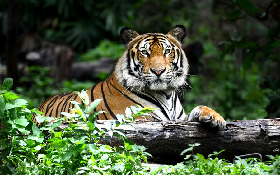 Bengáli tigris