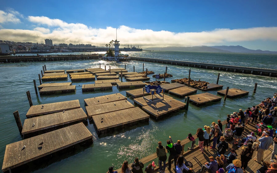 San Francisco híres 39-es mólóját sokan felkeresik. A Pier 39-ben rendszeresen pihenő néhány száz kaliforniai oroszlánfóka bőgése messzire elhallatszik, és hasonlóan messzire jut el a táplálékukul szolgáló halak bűze. Kép: Shutterstock