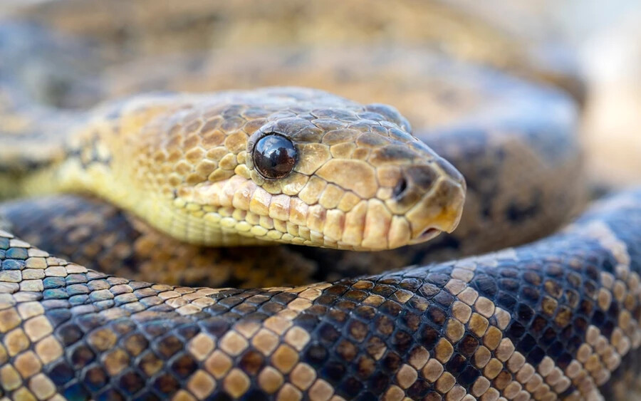 Kubai karcsúboa (5,9 méter): A Karib-térség legnagyobb kígyója egyedül Kubában él, és akár 30 kilogrammot is nyomhat. Főként hüllőkre és rágcsálókra vadászik, a kígyók között egyedüliként akár falkában is.