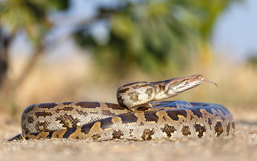 Szalagos tigrispiton (5,7 méter): Ez a délkelet-ázsiai kígyó egyike 41 pitonfajtának ebben a térségben. 2022-ban azonban Floridában is találtak egyet, amely valószínűleg véletlen baleset során került oda. Éppen aligátorokra vadászott...