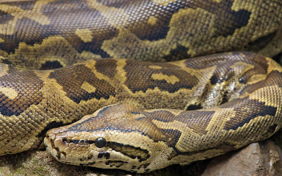 Sziklapiton (5 méter): A leghosszabb afrikai kígyó főként szavannákban, erdőkben és sivatagokban él. Akár egy antilopot vagy krokodilt is képes megenni, és emberekre is támadt már a múltban.