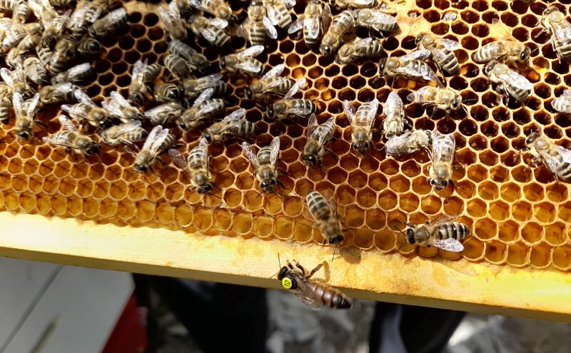 A méhészek gyakorta végeznek atkamonitoringot a betegség kizárása érdekében (A szerző felvétele)